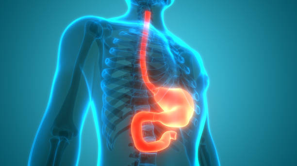 Gastrointestinal and hpb surgery